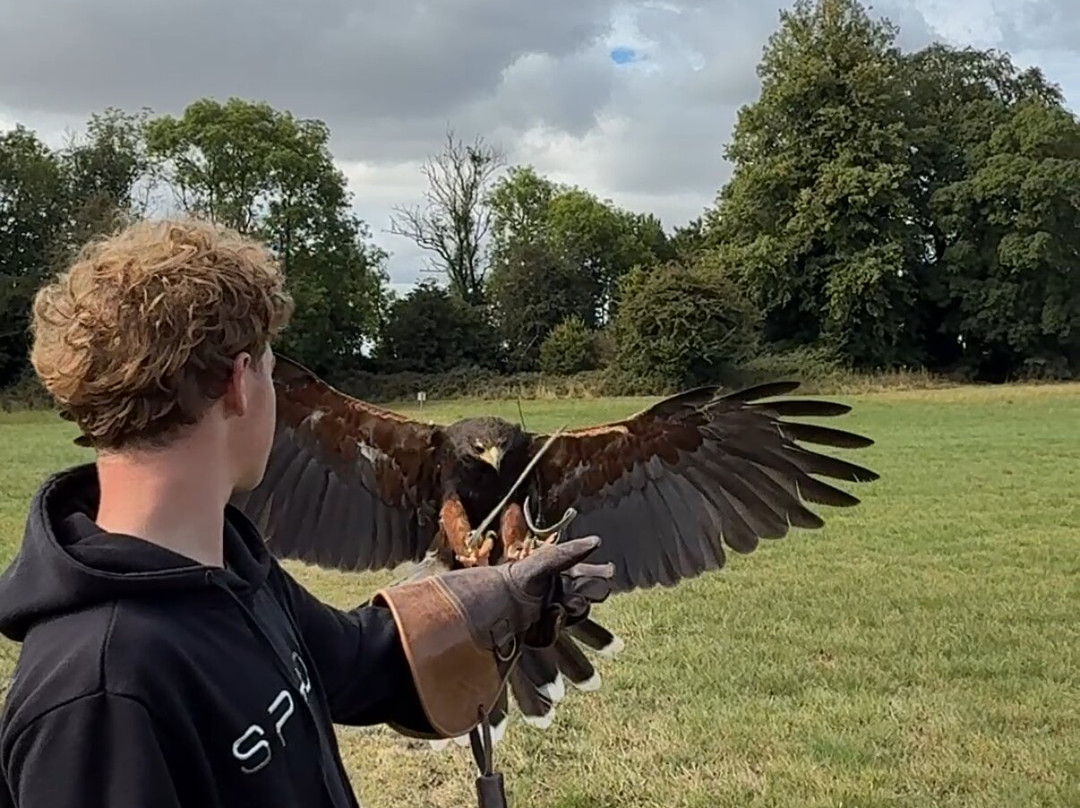 Hawkeye School of Falconry-基尔肯尼必去景点