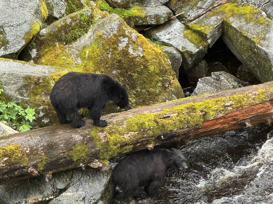 Anan Creek Bear Observatory-Wrangell必去景点