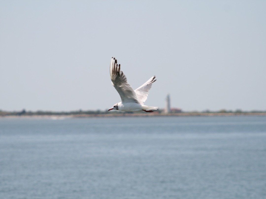 Albatros Escursioni-Porto Garibaldi必去景点