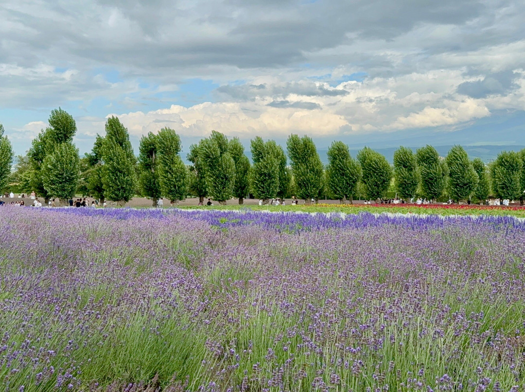 富田农场-中富良野町必去景点