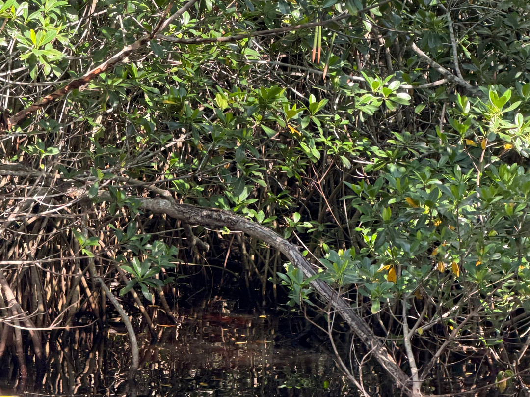 Captain Jack's Airboat Tours-大沼泽地必去景点
