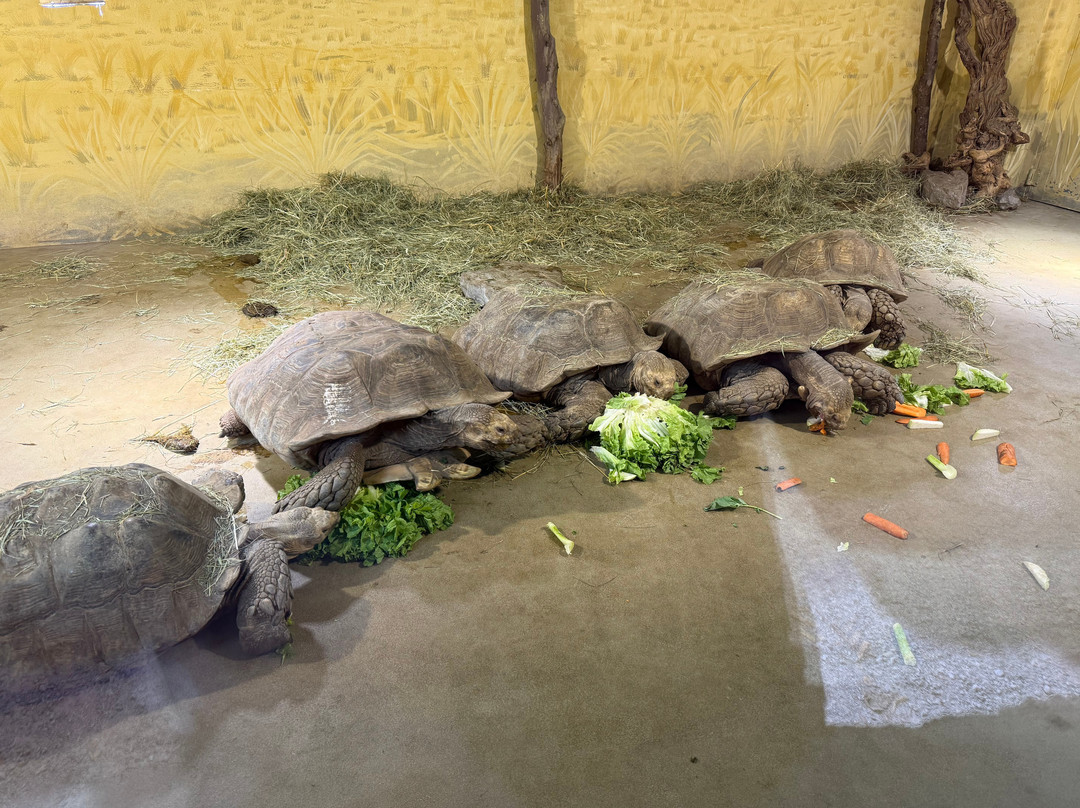 Zoo Salzburg-安妮夫必去景点