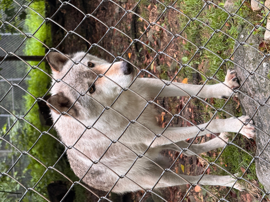 Lakota Wolf Preserve-Columbia必去景点