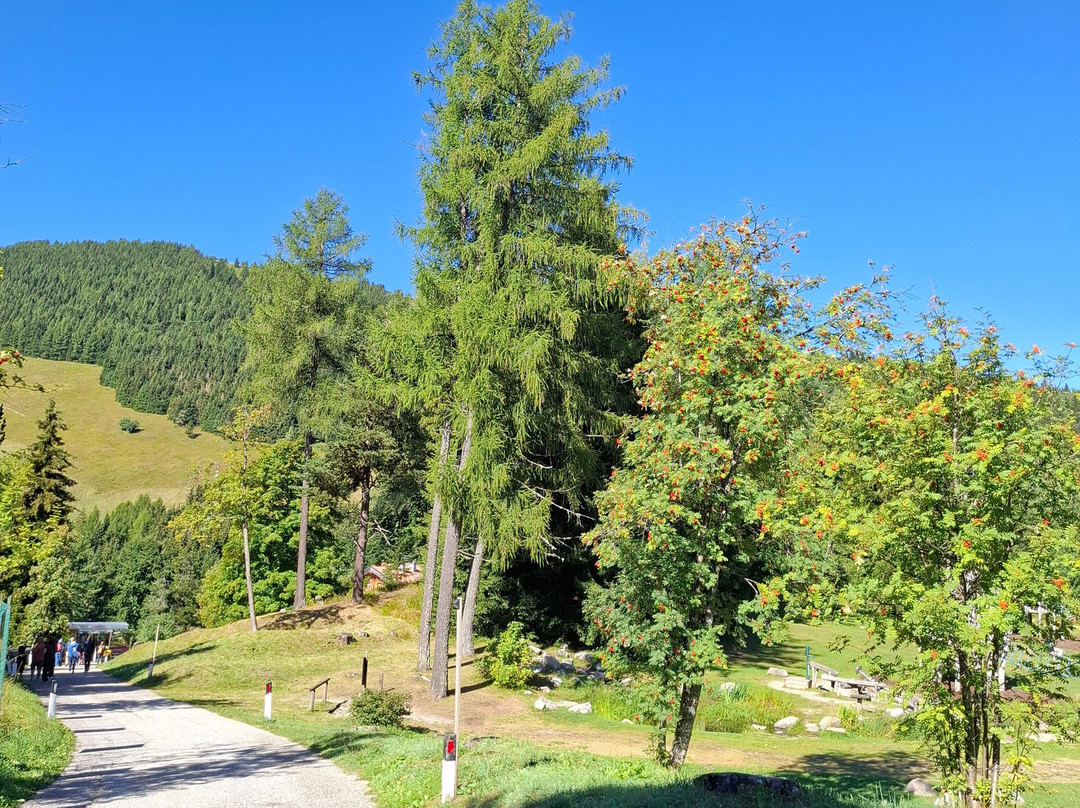 Giardino Botanico Alpino Viote di Monte Bondone-特伦托必去景点