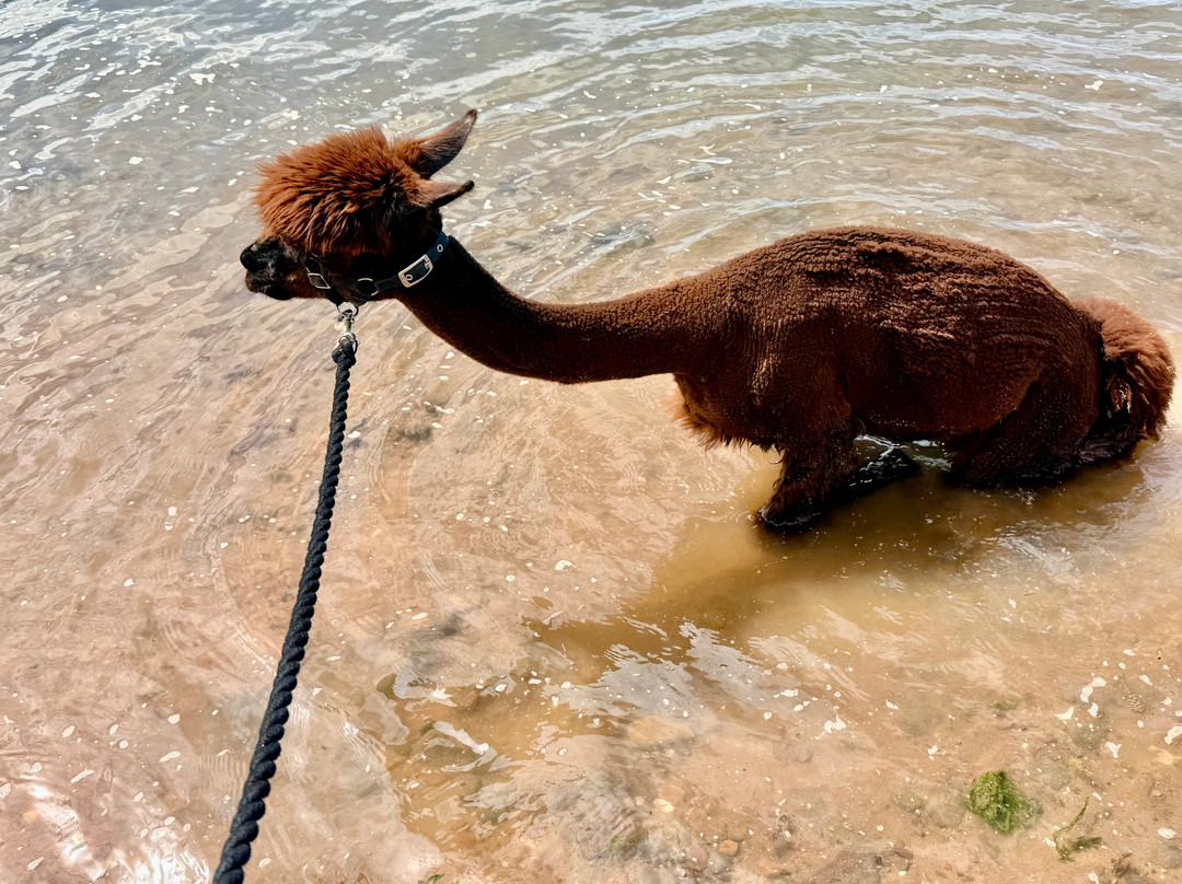 John Muir Alpacas-Dunbar必去景点
