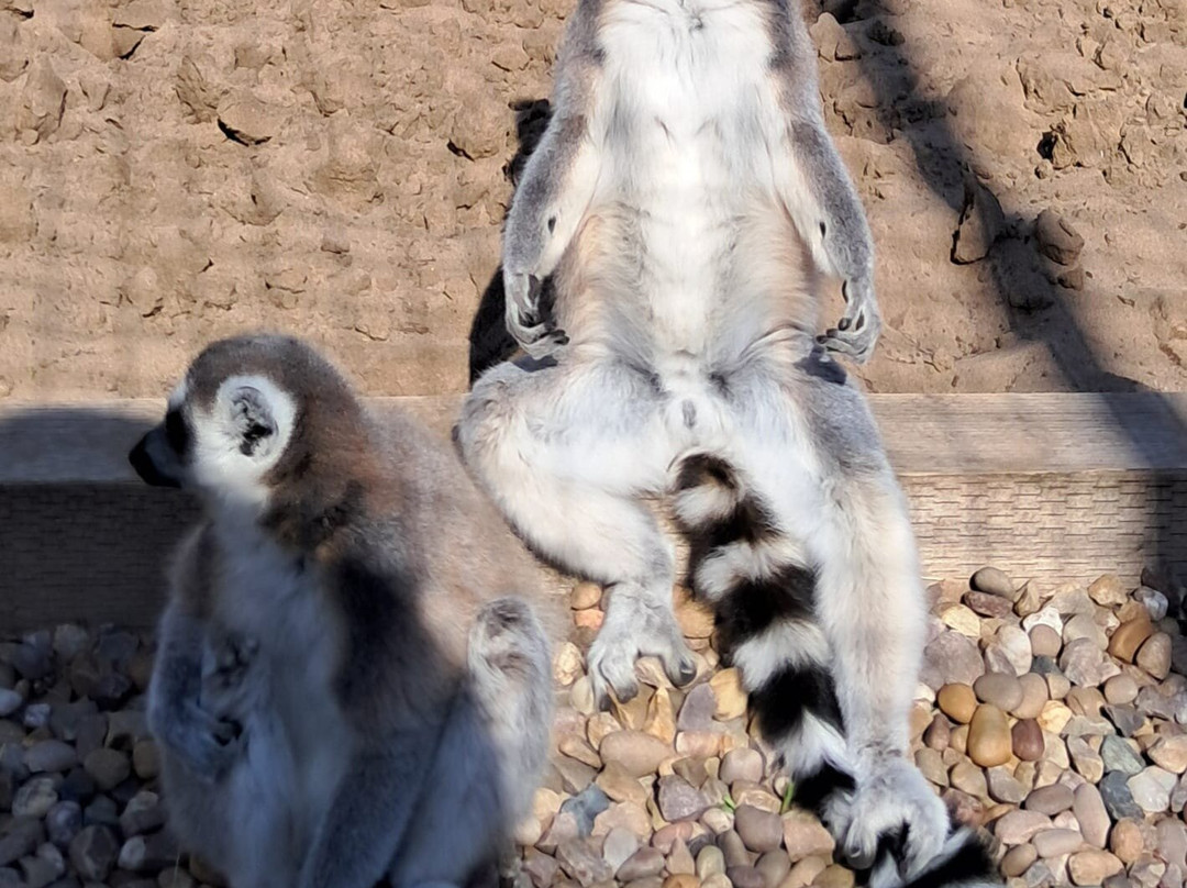 Mablethorpe Seal Sanctuary and Wildlife Centre-Mablethorpe必去景点