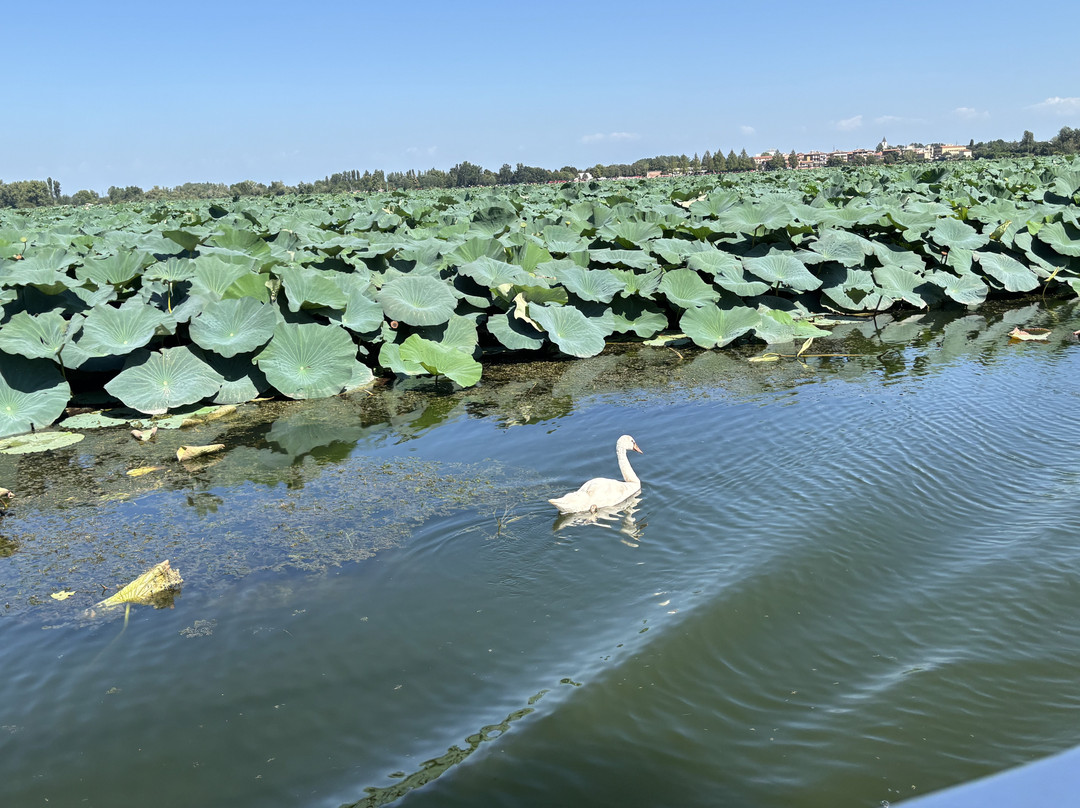 Motonavi Andes Negrini Day Tours-曼托瓦必去景点