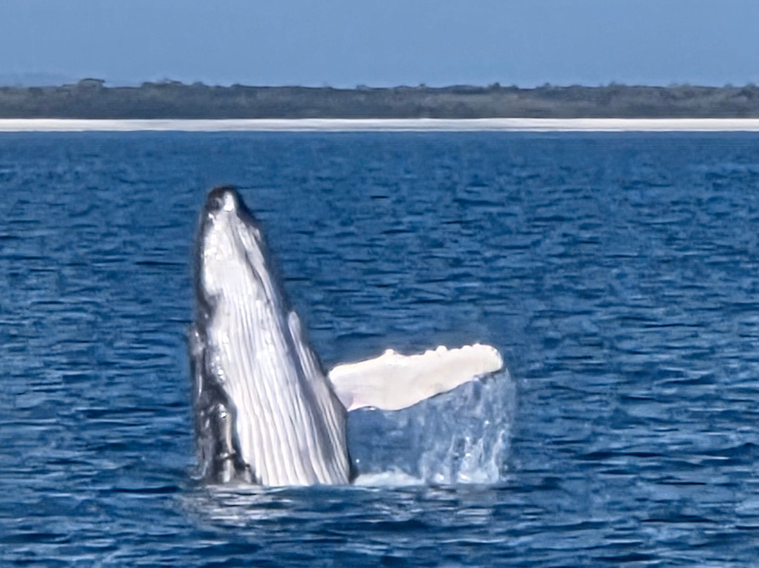 Hervey Bay Whale Watch-尤兰根必去景点