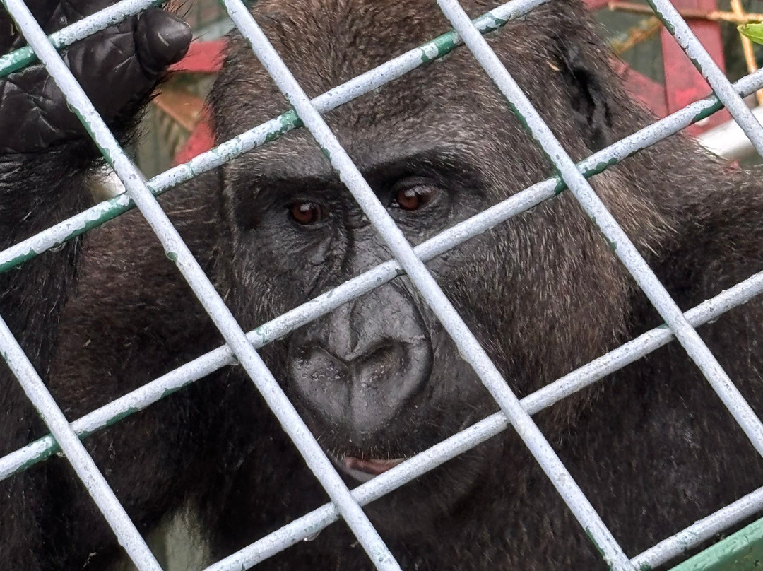 Port Lympne Reserve-Lympne必去景点
