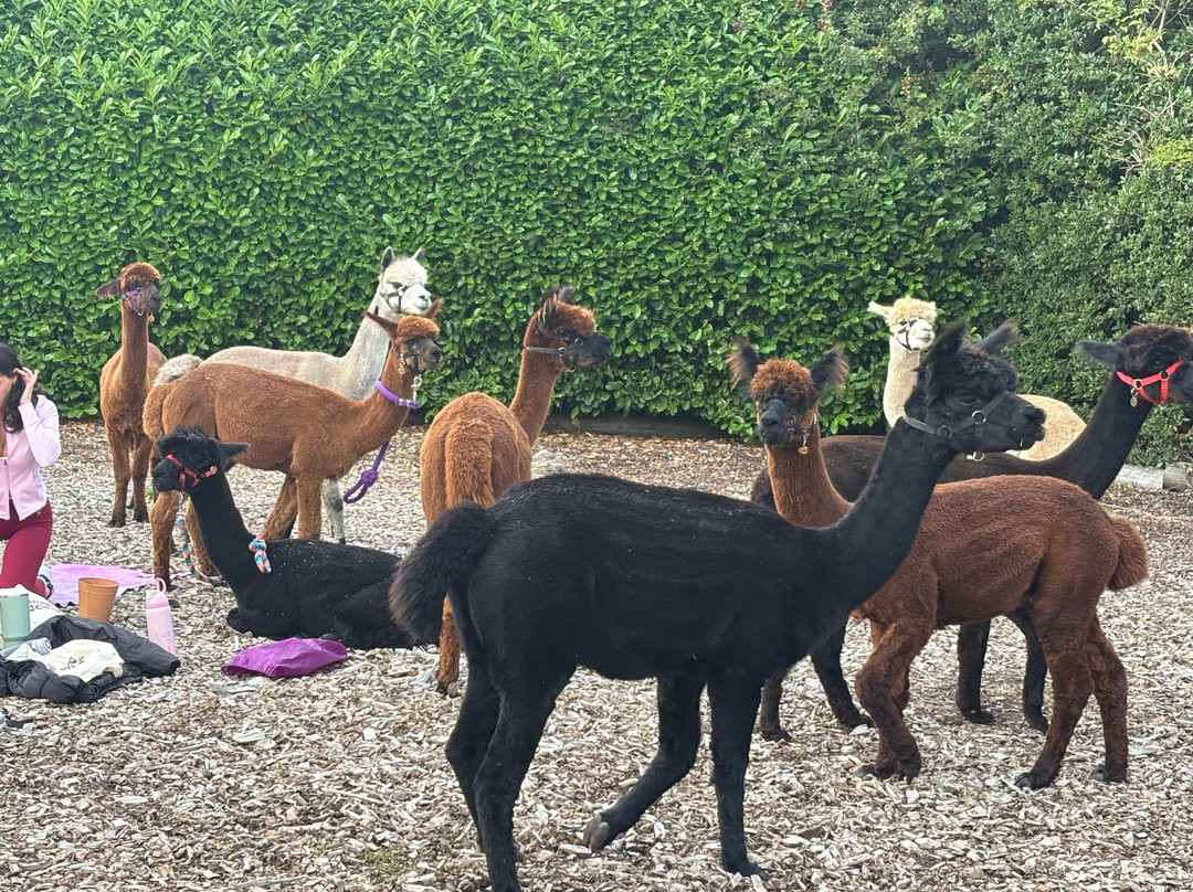Wetley Moor Alpacas-特伦特河畔斯托克必去景点