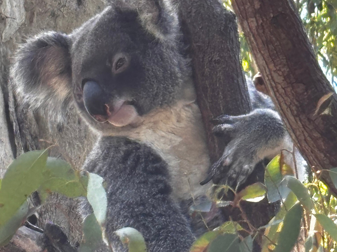 David Fleay Wildlife Park-West Burleigh必去景点