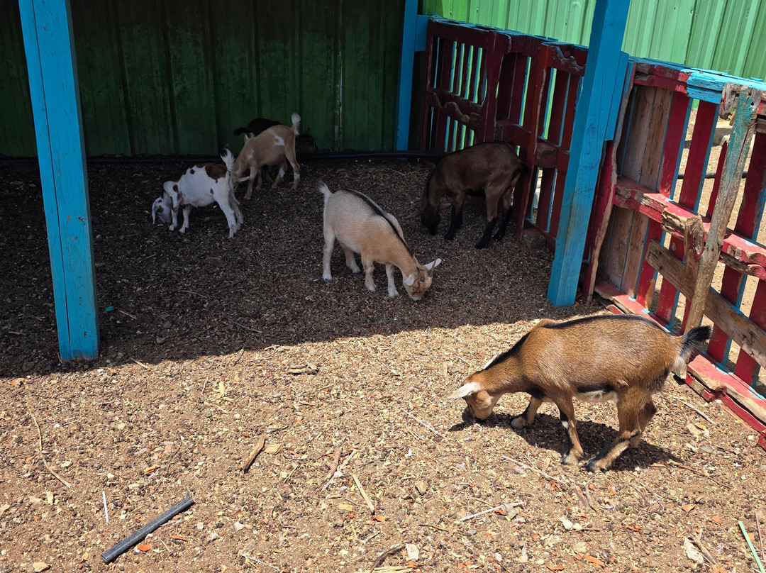 Curacao Ostrich Farm-库拉索必去景点