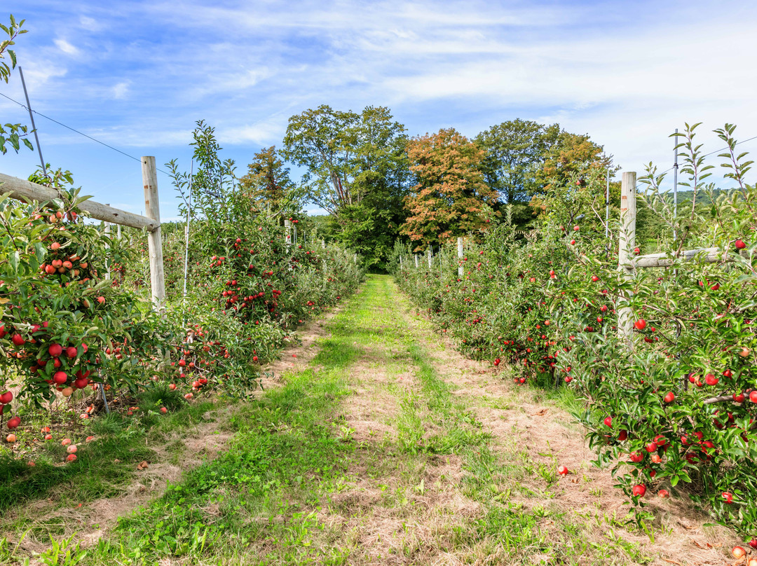 Lyman Orchards-Middlefield必去景点