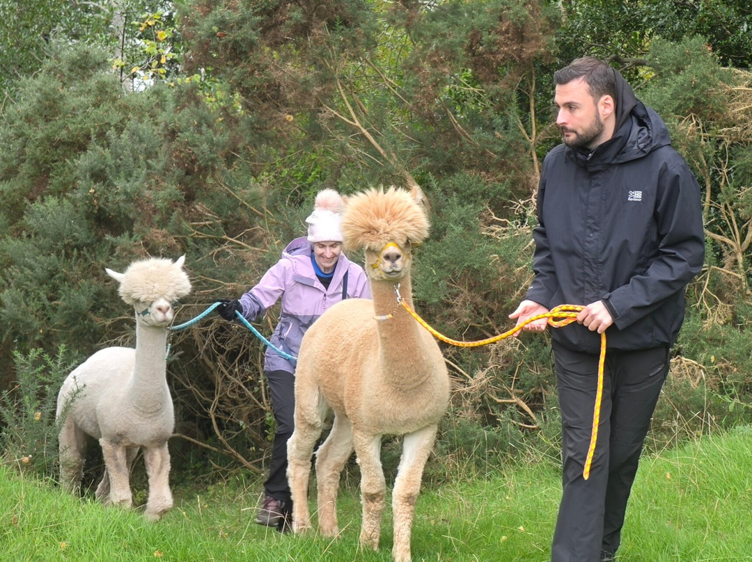 Loch Ness Alpacas-因弗内斯必去景点