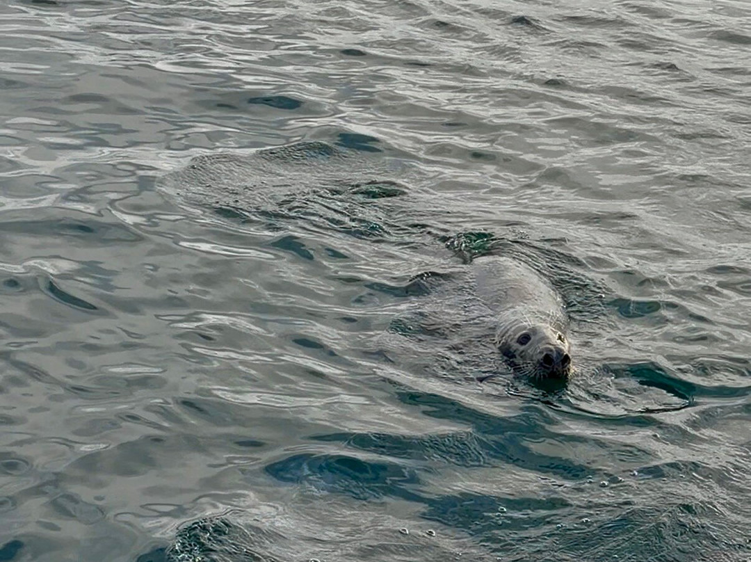 Seabirds and Seals - The Original Noss Boat Tours-Lerwick必去景点
