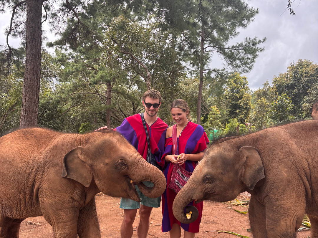 Elephant Freedom Village-清迈必去景点