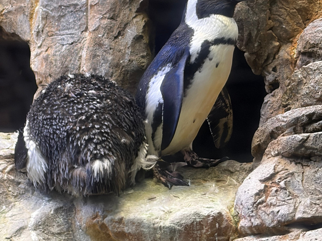 莱利大烟山水族馆-盖林柏格必去景点
