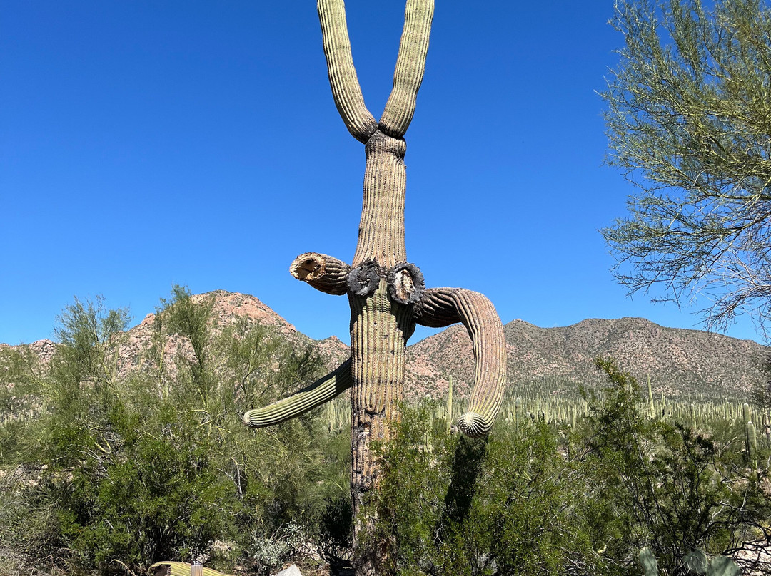 Tucson Mountain Park West-图森必去景点