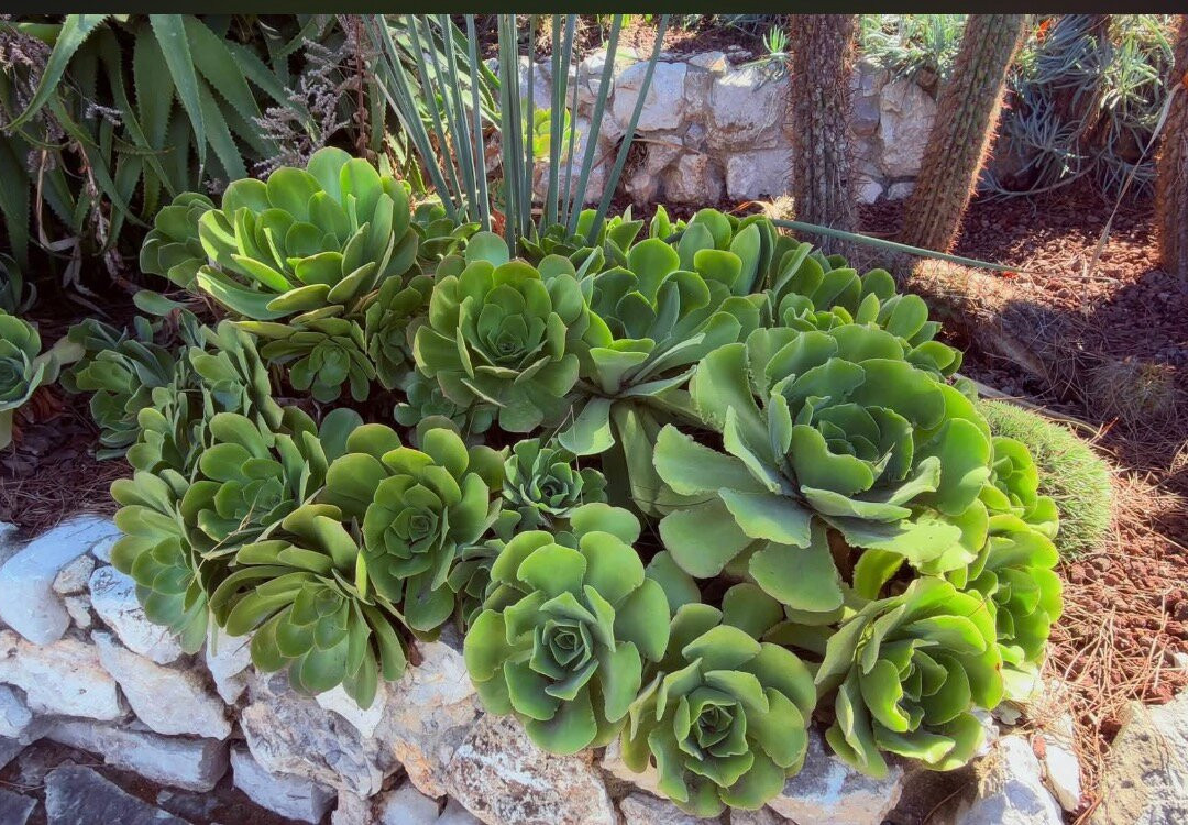 Gibraltar Botanic Gardens (The Alameda)-直布罗陀必去景点
