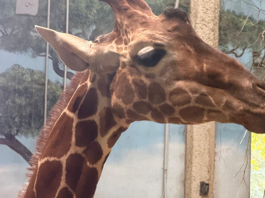 ZooParc de Beauval-圣艾尼昂必去景点