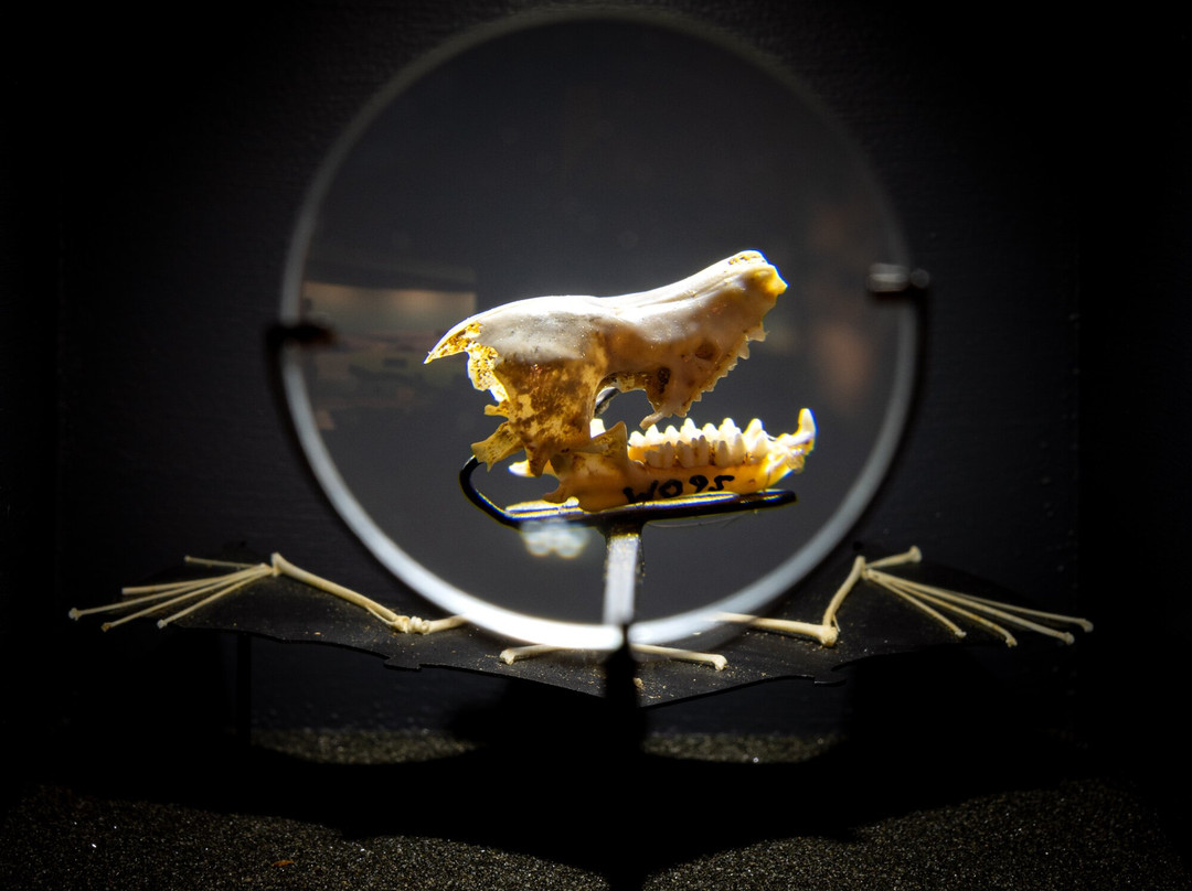 Waitomo Caves Museum