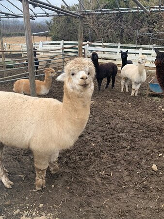 Nasu Alpaca Farm景点图片