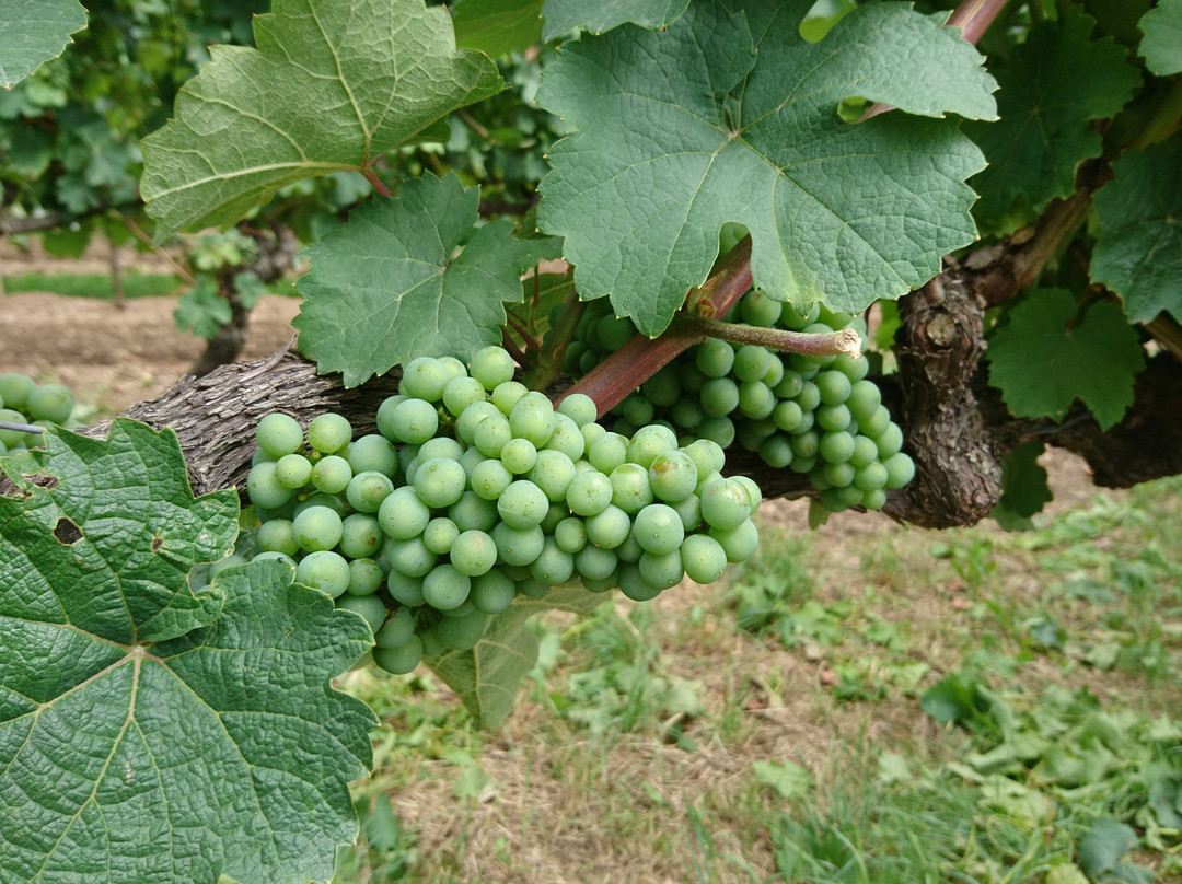 Weingut Prinz von Hessen