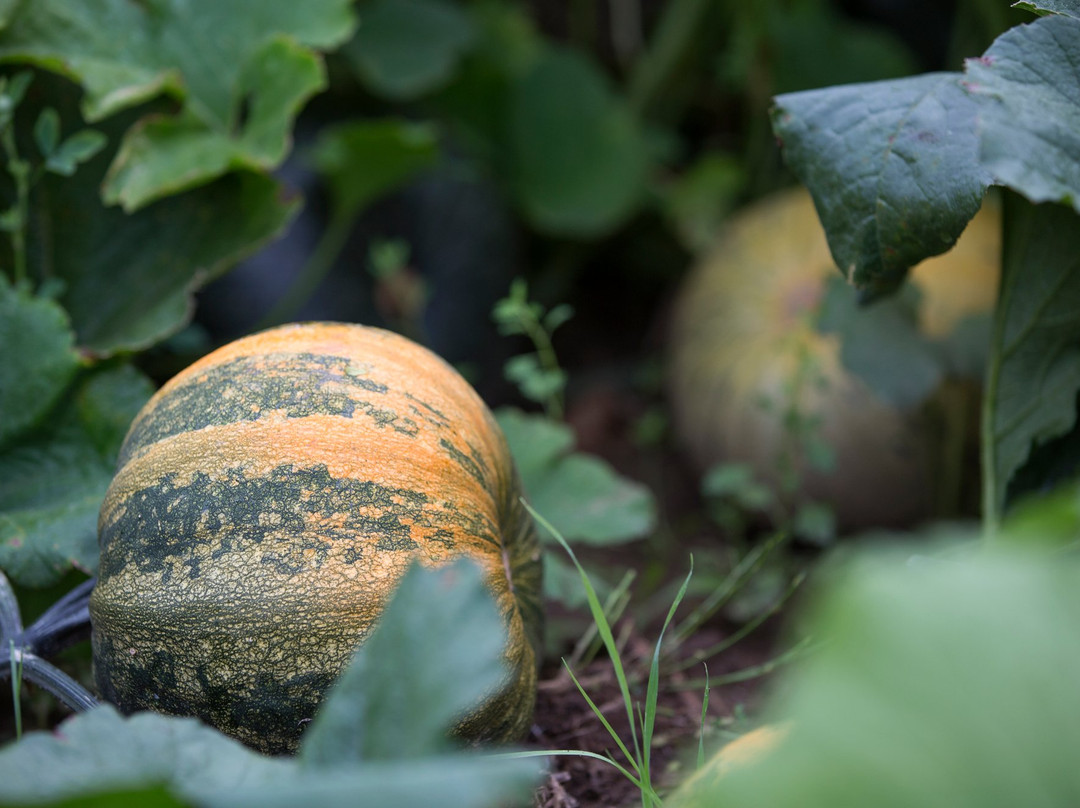 Myrtleford旅游景点-Pumpkin Seeds Australia