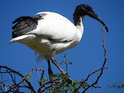 Leidam Bird Sanctuary景点图片