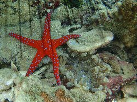 Dolphin Excursions Djibouti-吉布地必去景点