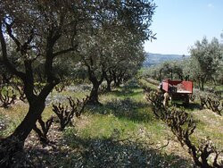 Vignoble Art Mas景点图片