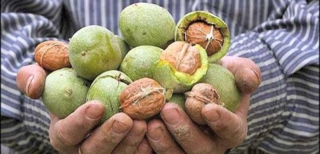 Arslanbob Walnut Forest-Arslanbob必去景点