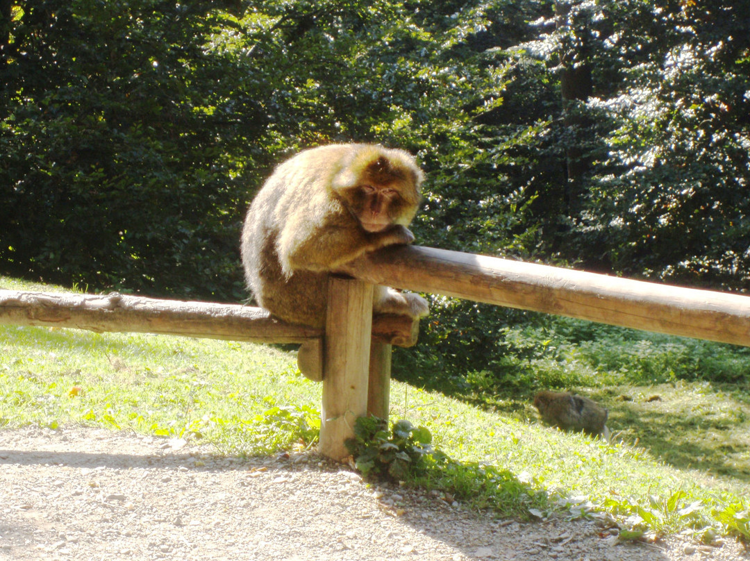 Affenberg Salem - Monkey Hill-塞勒姆必去景点