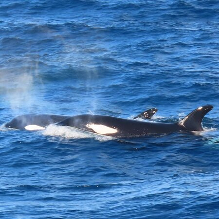 Naturaliste Charters Whale Watching景点图片