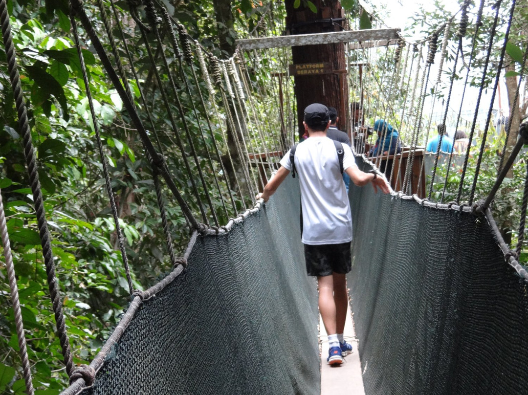 Poring Treetop Canopy Walk-亚庇必去景点