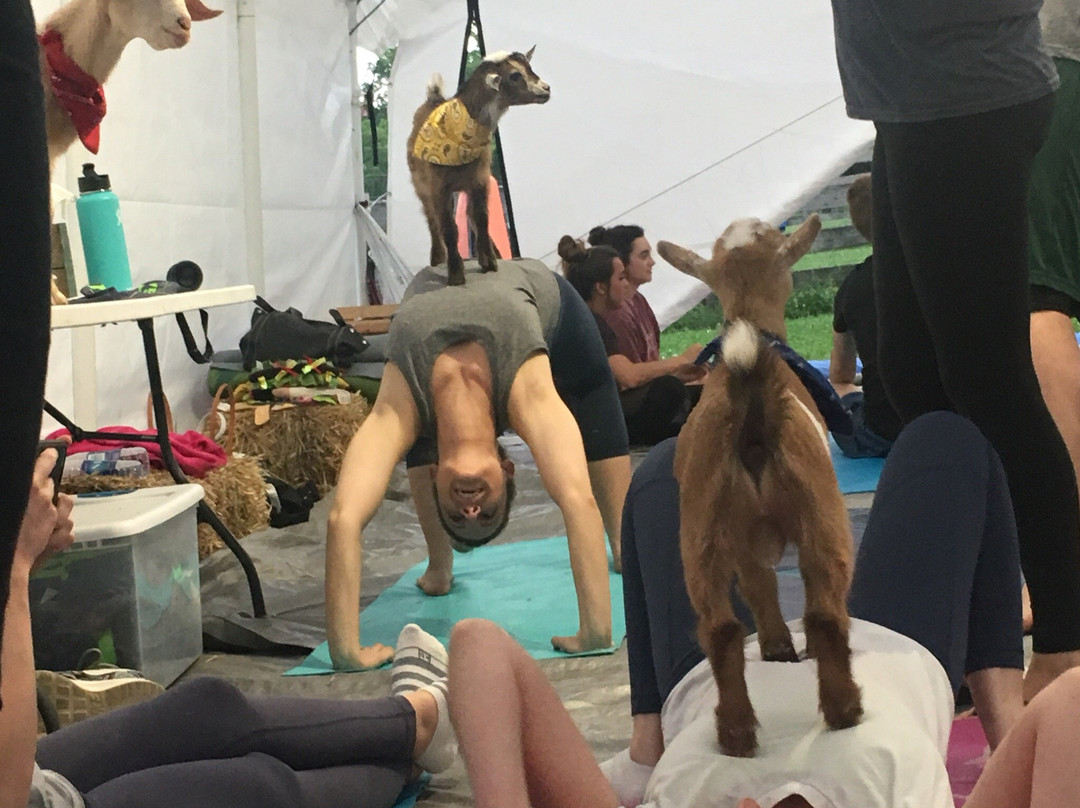 Goat Yoga Nashville景点图片