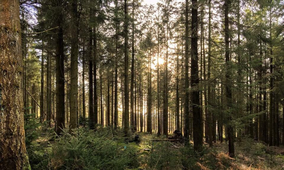 Haldon Forest Park - Forestry England景点图片