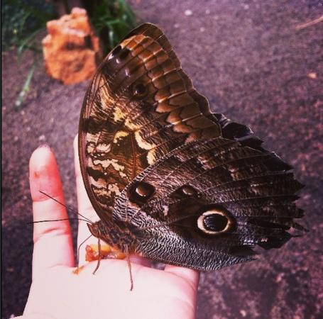 Mariposas de Mindo-明多必去景点