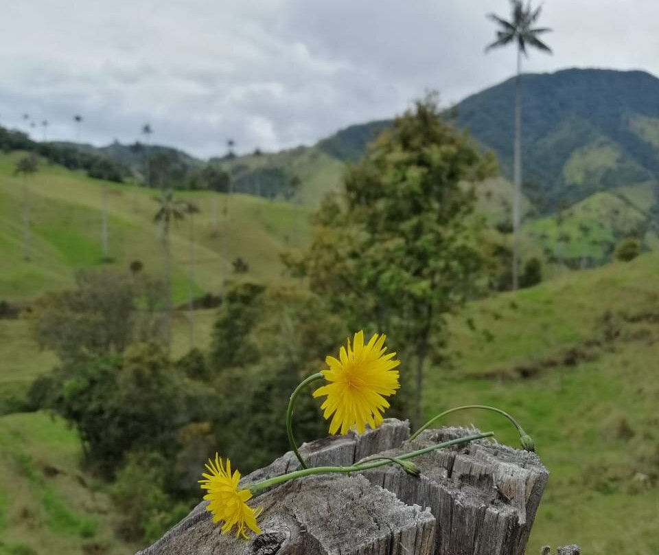 Bosque De Palma De Cera La Samaria-Salamina必去景点