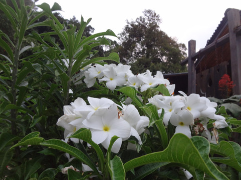 Chaipura KC Resort主图