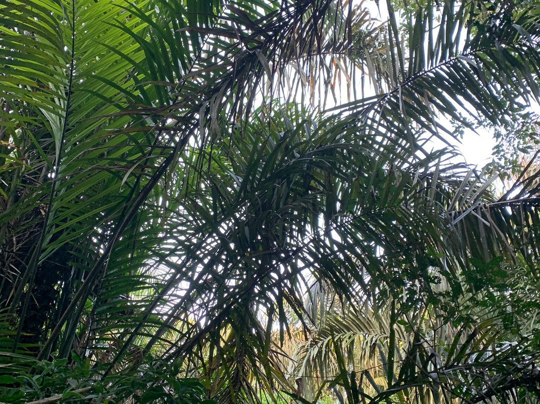 Caribe Autentico景点图片
