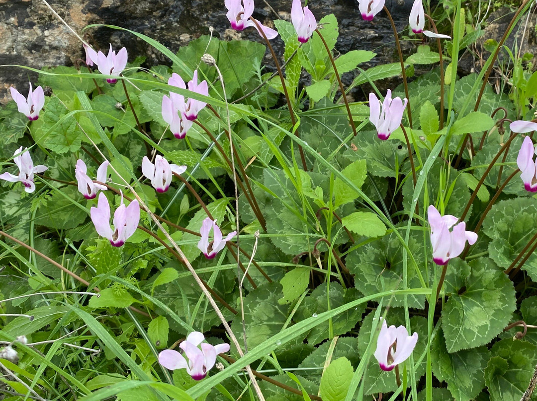 Neot Kedumim Biblical Landscape Reserve-Modiin必去景点