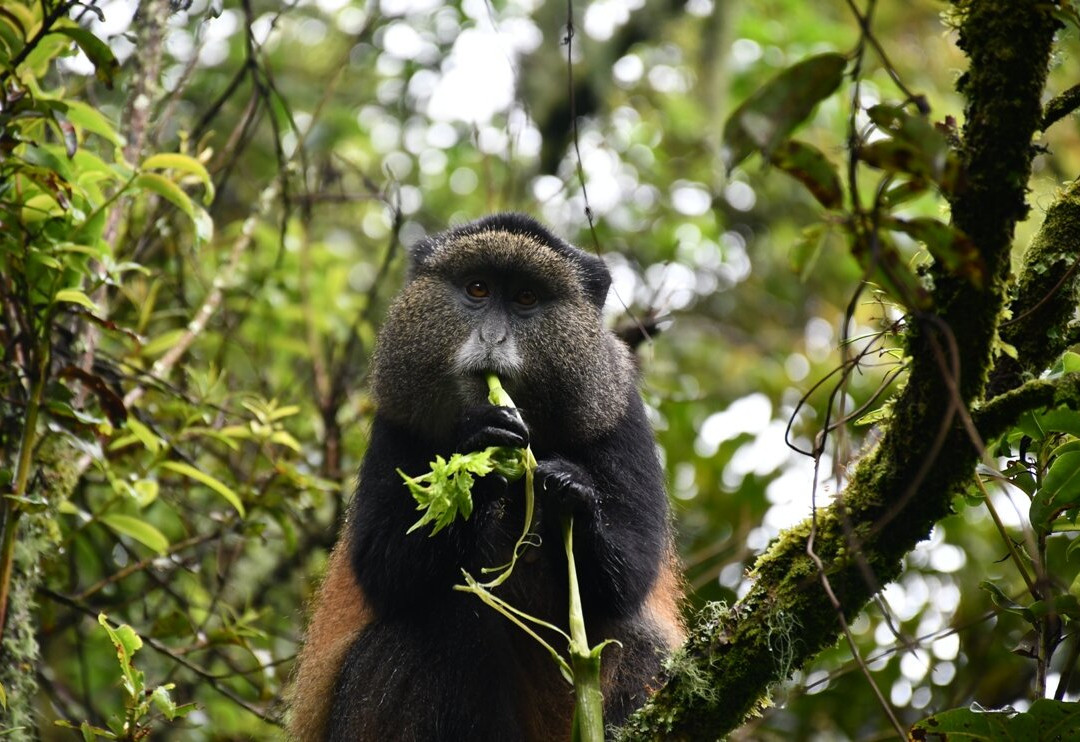 Mgahinga Gorilla National Park景点图片