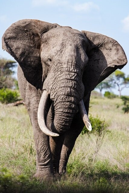 African Flame Safaris-霍德斯普鲁特必去景点