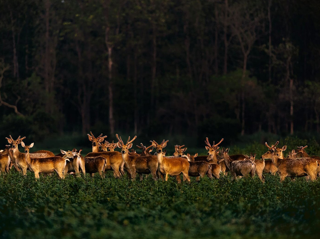 Dudhwa Fun Resort主图