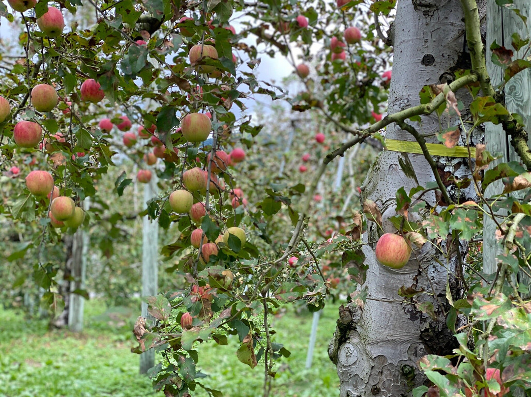 Sakaue Fruit Orchard-沼田市必去景点