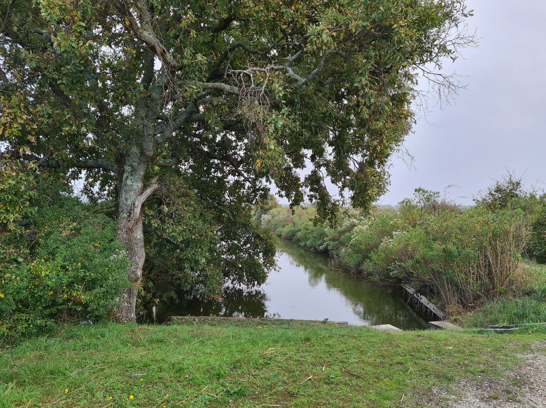 Sentier du Delta de la Leyre景点图片