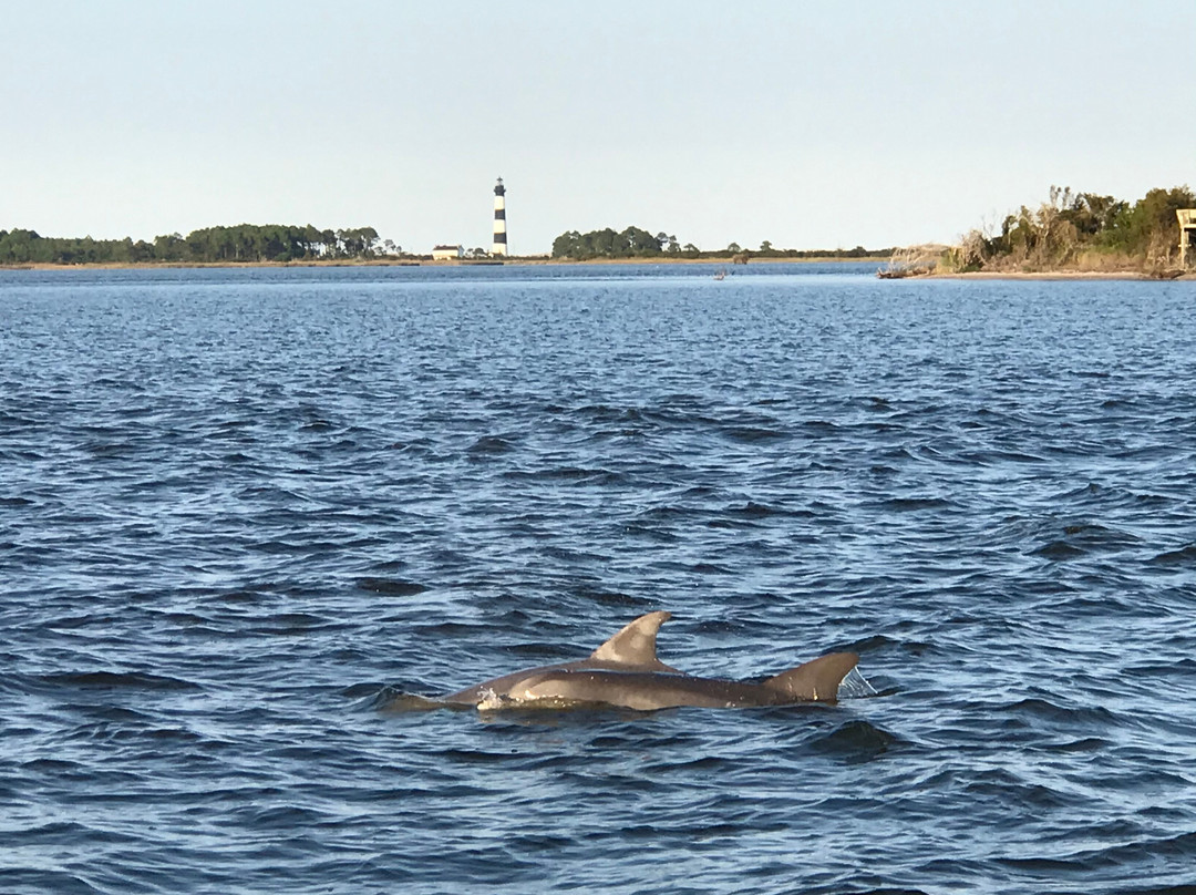 Safari Dolphin Tours-纳格斯海德必去景点