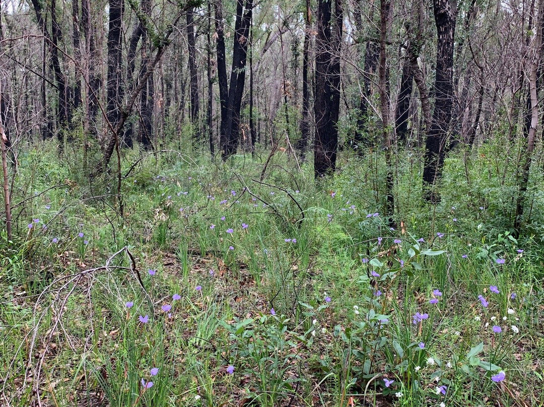 Ulladulla Wildflower Reserve景点图片