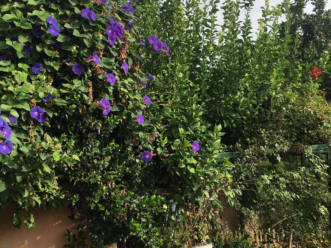 B&B Gattacicova主图